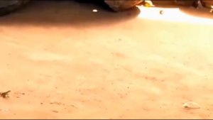 ЭПИЧНЫЙ БОЙ богомола c птицей с неожиданным финалом!