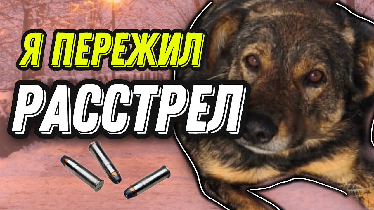 Бездомную собаку изрешетили пулями | Спасение Жорика