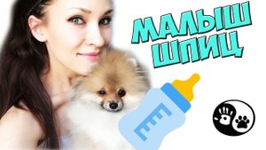 ШПИЦ ГЕТСБИ В ДЕТСТВЕ АРХИВНЫЕ ВИДЕО
