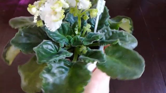 Сорт АВ - Купидон смотреть онлайн