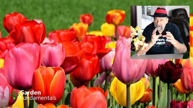 Potted Spring Bulbs Are Done - Now What?  Garden Quickie 11