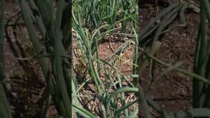 Болезни "Ялтинского" лука. Мучнистая роса. Способы борьбы.