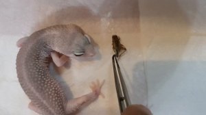 Уход за эублефаром, уборка и кормление.