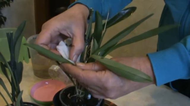 Полив новых масдеваллий смотреть онлайн