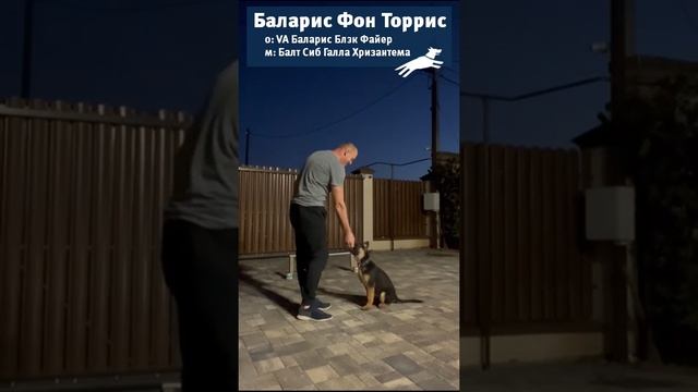 Баларис Фон Торрис - умный щенок