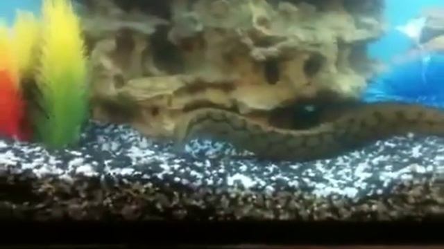 Змея и корова смотреть онлайн