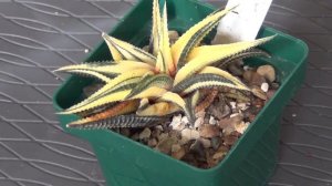 Haworthia limifolia variegated