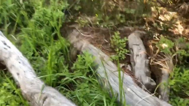 Сходинки до небес в Румунських Карпатах. Гора Тоака. Подорож смотреть онлайн