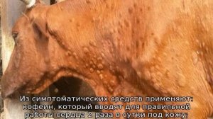 Болезни КРС