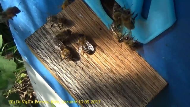 Чудо Пчелы На Пасеке: Откуда Пыльца на Спинке?