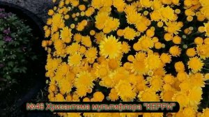 №46 Хризантема мультифлора КЕРРИ 13 10 23 г