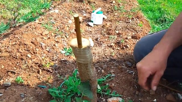 Прививка Персика Черенком. (Италия). смотреть онлайн