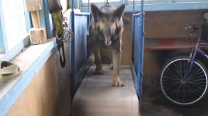 Беговая дорожка для собаки (механическая)