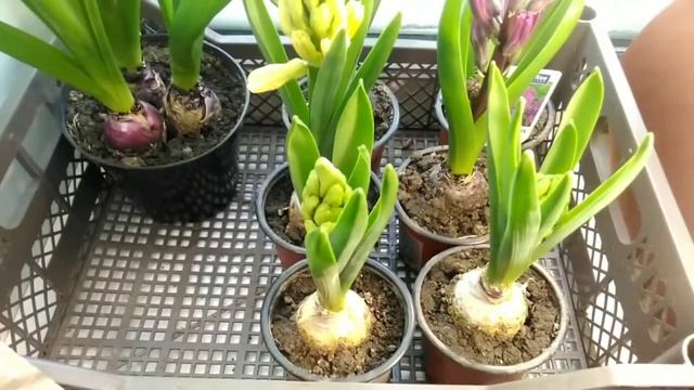 ⚫Выгонка тюльпанов к 8 марта | ? Половина тюльпанов не успевает, а те что успели - мутанты! смотреть онлайн