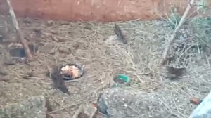 В вольере у Николая с Урала.