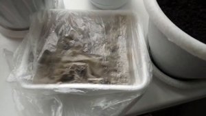 как вырастить траву для кошек