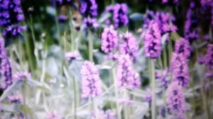 Буквица  лекарственная: полезные свойства и противопоказания.