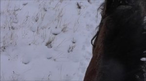 Завёз соль на солонец. Сибирские косули.