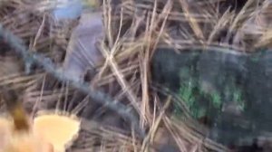 Говорушка оранжевая (Hygrophoropsis aurantiaca).