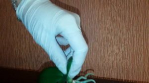 🌺Как и когда срезать детку на цветоносе орхидеи?