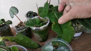 Снег идёт....а стрептокарпусы растут!