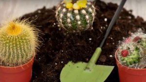 КАКТУСЫ. Мифы о кактусах, которые следует давно развеять…