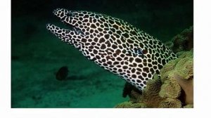 Животные рыбы морские 1