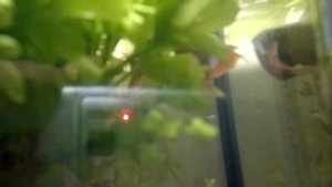 нерест макрапода