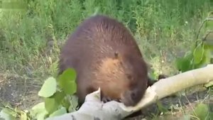 Бобёр грызёт ветку