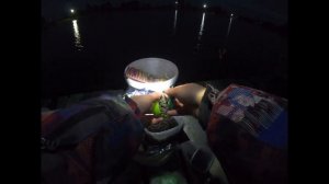 Карп клюет один за одним. Ловля карпа на пуфики