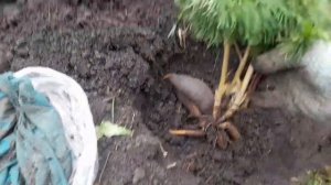 Пион тонколистный. Воронец. Лазорик. Teniufolia.