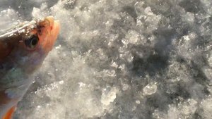 Озеро Солёное(Чёрное) возле деревни Сабинка