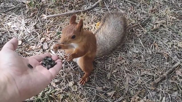 Белка!Что она делает?Спит или кайфует? Squirrel! What does she do?Sleeping or getting high?Ест с ру смотреть онлайн