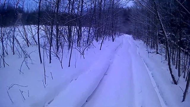 Загонная охота на лося#зима #лес #охота #загоннаяохота #