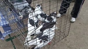 Выставка голубей Харьков 26.10.19