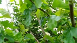 Шелковица зацвела после холодной зимы с морозами ниже 30 градусов.