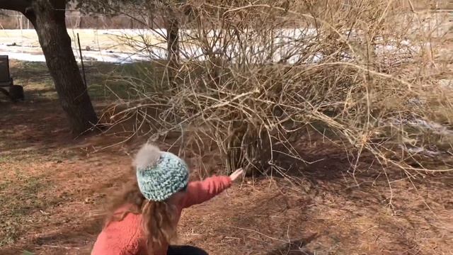 Time to cut forsythia for early blooms inside! смотреть онлайн