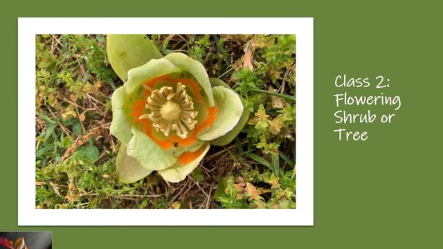 Fauquier Loudoun Garden Club May 2020 Exhibits смотреть онлайн