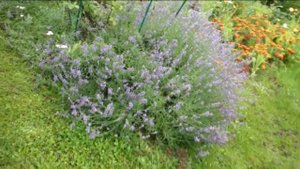 110_Лаванда в Подмосковье