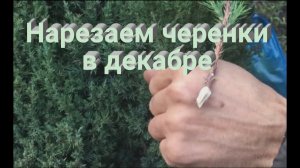 Как правильно нарезать черенки хвойных? Черенкование можжевельника и других хвойных растений