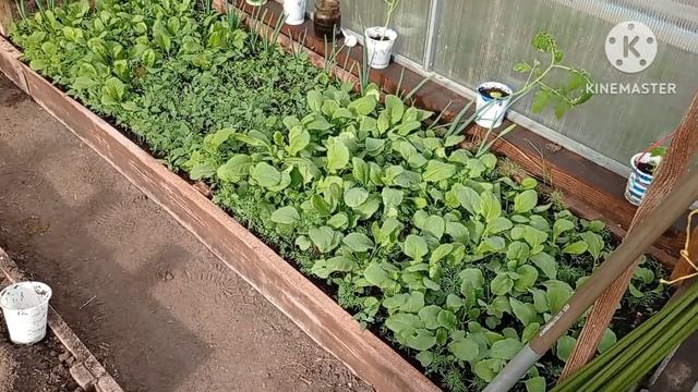 Весенние посадки 2023!!! Помидоры и огурцы! смотреть онлайн