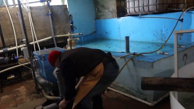 Разведение осетровых,отбор икры, инкубация бестера. смотреть онлайн