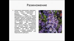 АНГЕЛОНИЯ