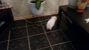 Щенки мальтийской болонки и йоркширского терьера резвятся