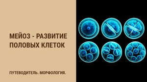 Мейоз - развитие половых клеток