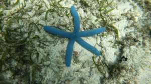 Gili Meno - Snorkeling