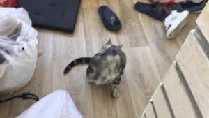 Наблюдение за кошкой