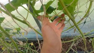 Как продлить плодоношение огурцов в теплице до осени. Полный эксперимент с результатами.