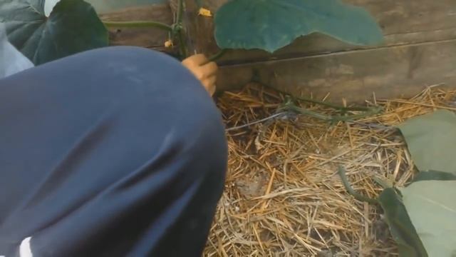 Выращивание огурцов от А до Я