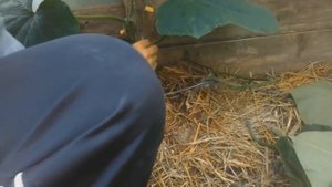 Выращивание огурцов от А до Я